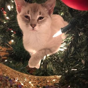 Meet your Posher, Dana